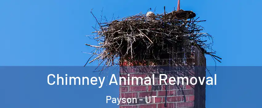  Chimney Animal Removal Payson - UT