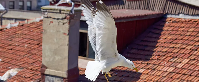 Residential Chimney Animal Removal Solution in Payson, UT